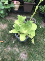 IMG_5968.jpeg IMG_5968.jpeg