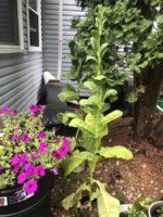 IMG_5962.jpeg IMG_5962.jpeg