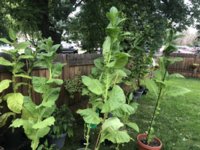 IMG_5969.jpeg IMG_5969.jpeg