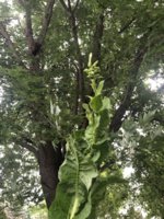 IMG_5970.jpeg IMG_5970.jpeg
