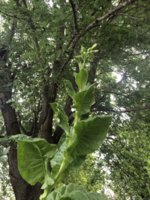 IMG_5971.jpeg IMG_5971.jpeg