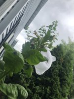 IMG_5964.jpeg IMG_5964.jpeg