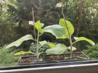 IMG_6187.jpeg