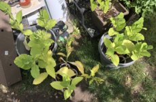 IMG_6070.jpeg