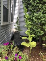 IMG_6072.jpeg