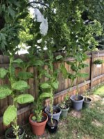 IMG_6075.jpeg