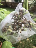 IMG_6074.jpeg