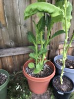 IMG_6077.jpeg