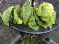 IMG_6090.jpeg