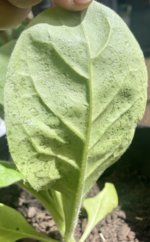 IMG_3101.jpeg
