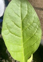 IMG_3100.jpeg