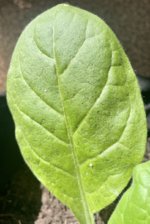 IMG_3099.jpeg