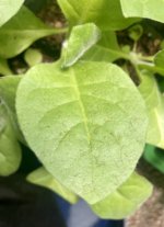 IMG_3106.jpeg