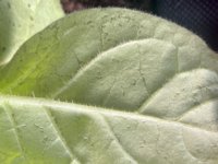 IMG_3104.jpeg