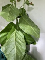 IMG_6418.jpeg