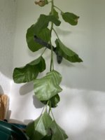IMG_6416.jpeg