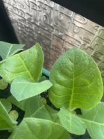 IMG_3122.jpeg