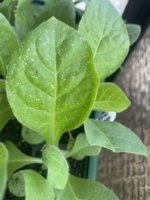 IMG_3123.jpeg