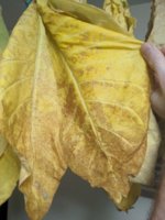 tobacco-leaves.jpg