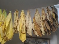 tobacco-leaves2.jpg