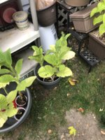 IMG_6140.jpeg