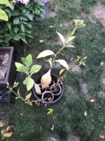 IMG_6141.jpeg