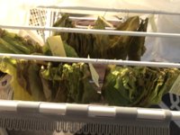 IMG_6154.jpeg