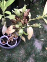 IMG_6148.jpeg