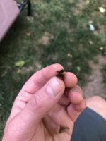 IMG_6151.jpeg