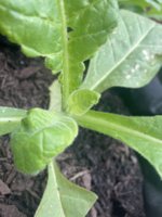 IMG_3145.jpeg