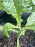 IMG_3146.jpeg