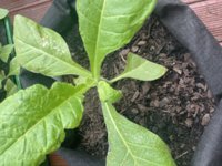 IMG_3148.jpeg