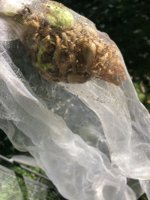 IMG_6174.jpeg