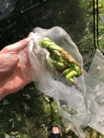 IMG_6176.jpeg