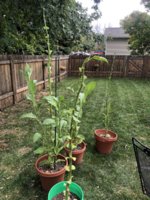 IMG_6191.jpeg