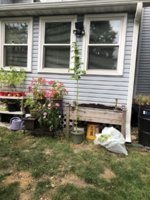 IMG_6196.jpeg