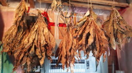 tobacco cure.jpg tobacco cure.jpg