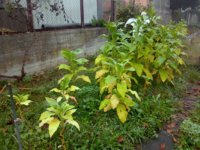 01. Garden A_2023-10-26.jpg 01. Garden A_2023-10-26.jpg