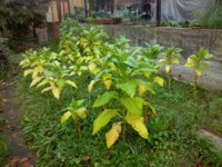 02. Garden B_2023-10-26.jpg 02. Garden B_2023-10-26.jpg