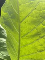 IMG_3416.jpeg