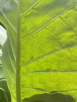 IMG_3417.jpeg
