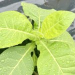 IMG_3556.jpeg