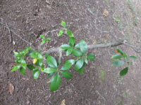 laurel bush 4.jpg laurel bush 4.jpg