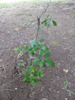 laurel bush 5.jpg laurel bush 5.jpg