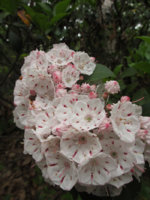 mtn laurel 2.jpg mtn laurel 2.jpg