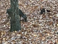 IMG_1064.jpeg