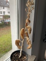 IMG_7307.jpeg