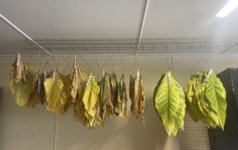IMG_3817.jpeg
