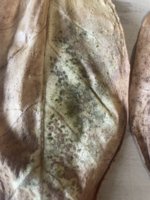 IMG_3826.jpeg