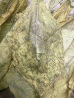 IMG_3832.jpeg